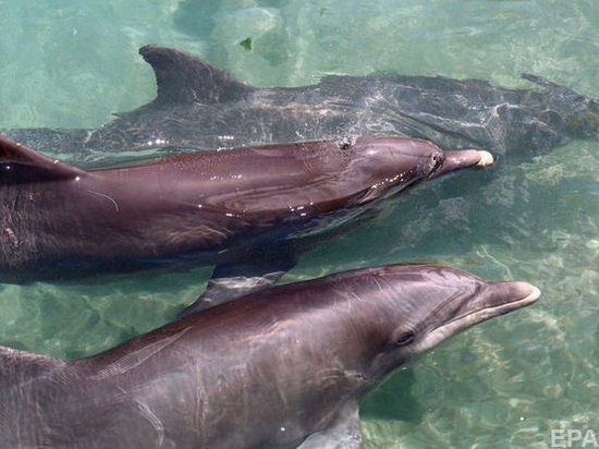 В США будут обучать дельфинов спасать морских свиней для сохранения популяции