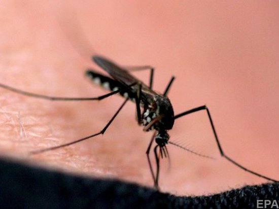 В Китае произошла вспышка лихорадки денге