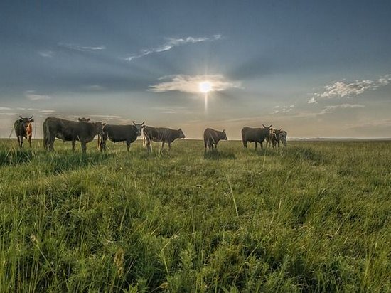 В США намерены вывести генномодифицированных коров, устойчивых к жаре