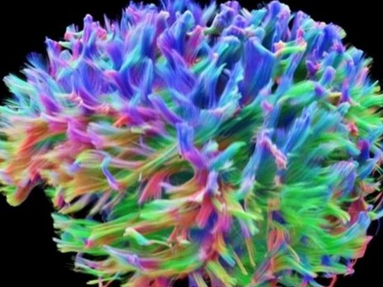 Инженеры создали самую детальную 3D-модель человеческого мозга