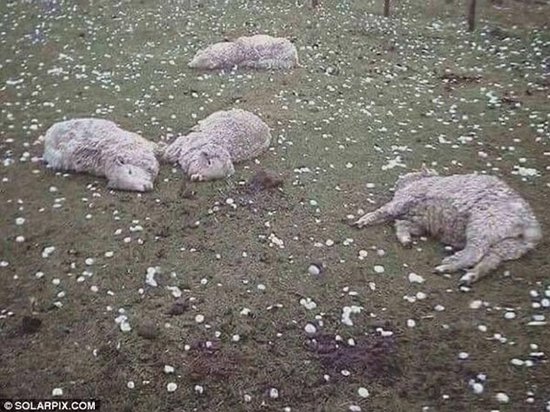 В Испании гигантским градом убило овец на ферме (видео)