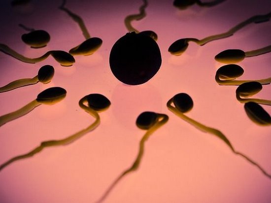 Ученые предрекли вымирание человечества из-за низкого качества спермы