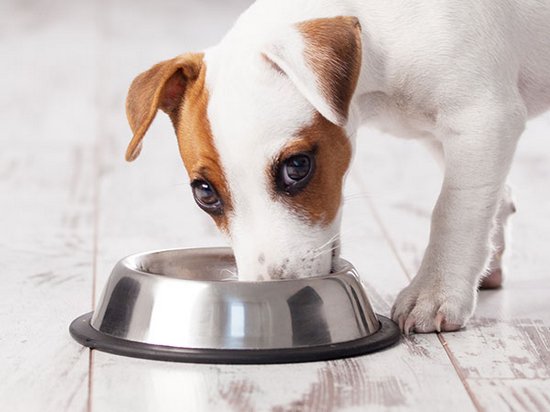 Правильный рацион питания для собак