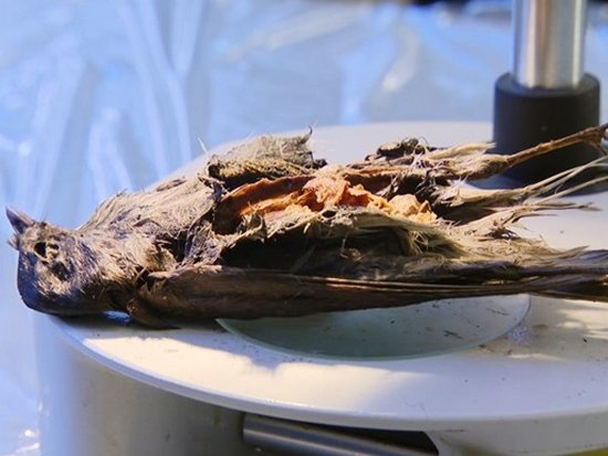 Ученые в Норвегии обнаружили останки птицы возрастом 4200 лет