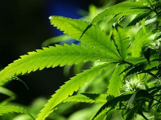 Исследователи назвали новую опасность марихуаны