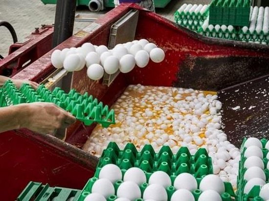 В Венгрии обнаружены крупные партии зараженных яиц