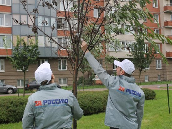 «Озеленение». В Санкт-Петербурге коммунальщики скотчем примотали ветки к деревьям (видео)