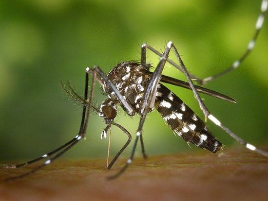 Twitter удалил пользователя за угрозы комару