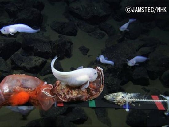 Ученым впервые удалось снять на видео самую глубоководную рыбу на планете (видео)