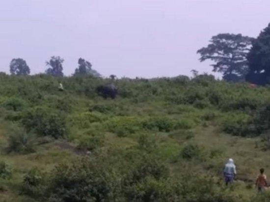 В Индии слон до смерти затоптал мужчину из-за селфи (видео)