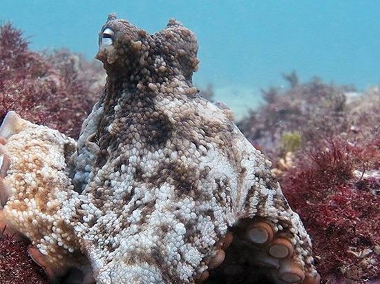 Ученые обнаружили в Австралии «город осьминогов»