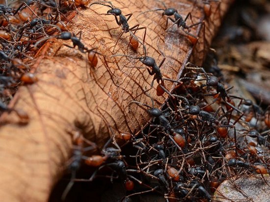 40% муравьев-рабочих ничего не делают — ученые