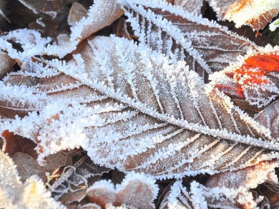 Синоптики предупредили о заморозках в Украине в ближайшие дни