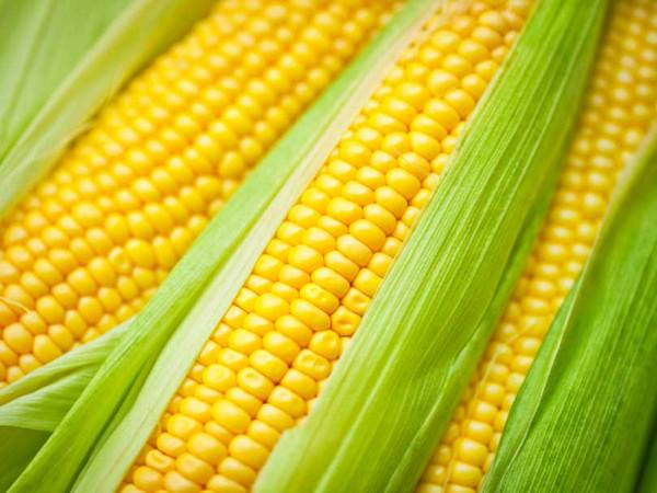 Семена кукурузы от компании «Агро-Ритм»