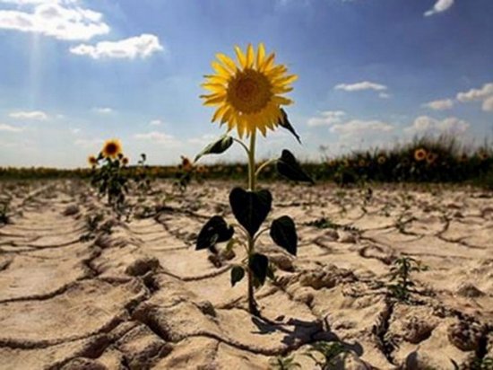 Климат в Украине превращается в смесь пустыни и тропиков (видео)