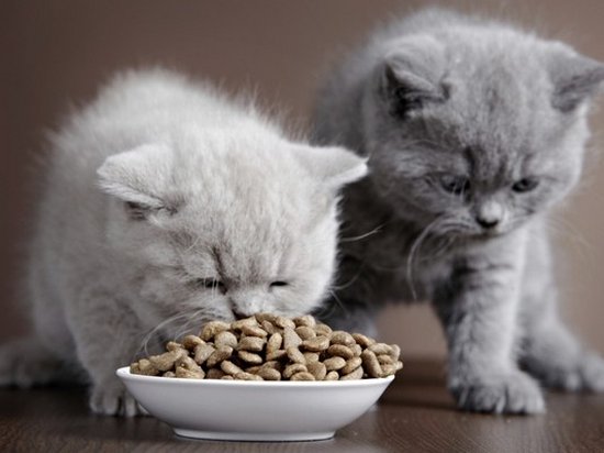 Купить сухой корм для кошек высокого качества по доступной цене, реально? — рассказывает dambo.com.ua