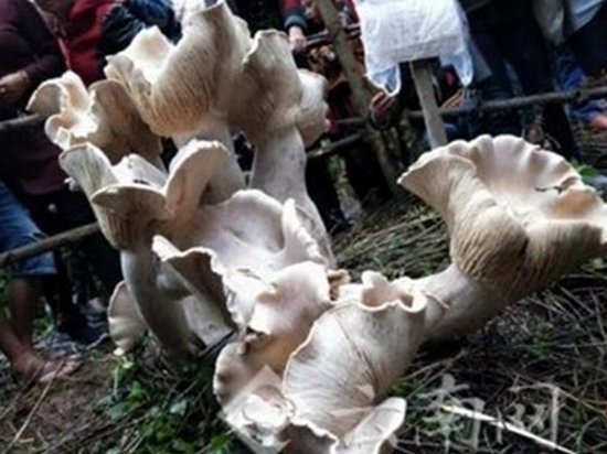 В Китае обнаружили «короля грибов» (фото)