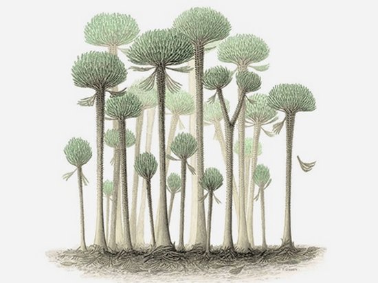 Ученые обнаружили останки гигантских деревьев-грибов