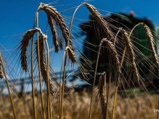 В Украине собрано более 56 млн тонн зерновых