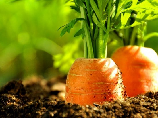 Как вырастить морковь из семян?