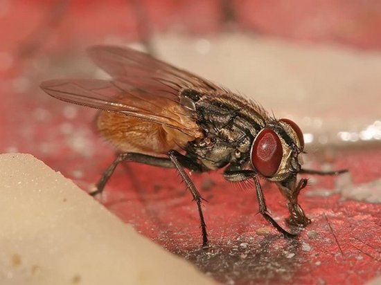 Ученые рассказали, чем опасны мухи для человека