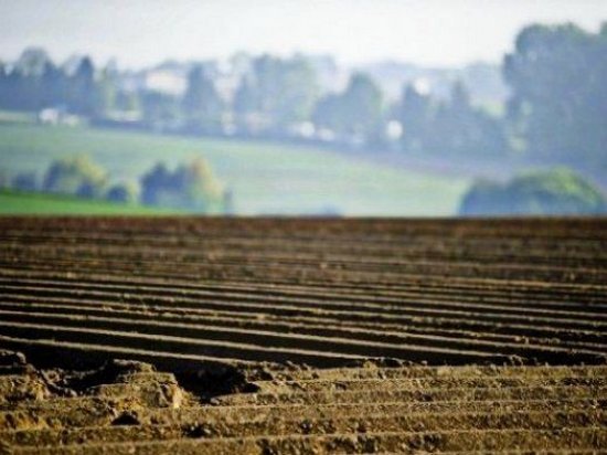 В правительстве назвали цену сельхозземли в Украине при отмене запрета на продажу