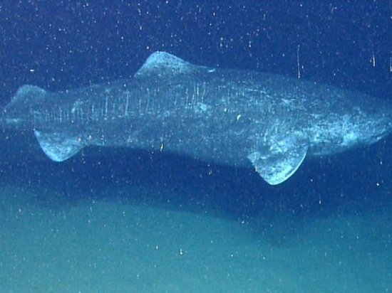 Ученые поймали акулу, возраст которой может превышать 500 лет
